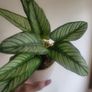 Artificial Plants in Ceramic Pots x3 Image 3