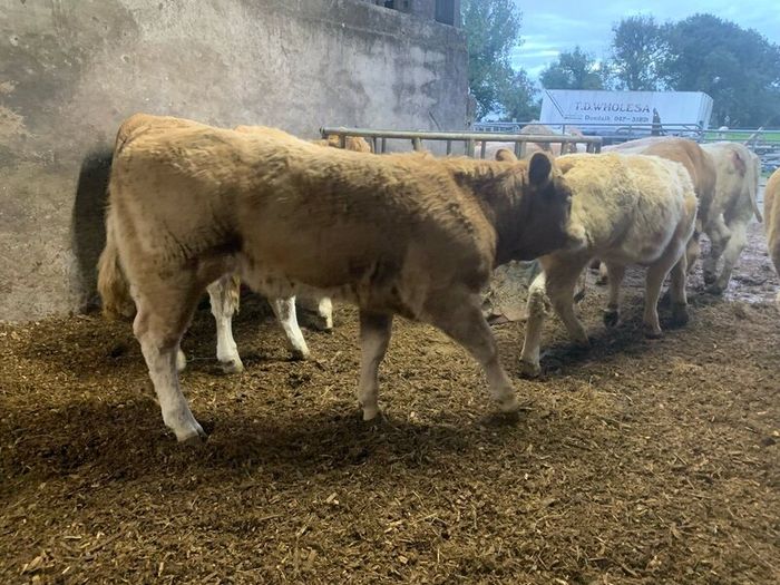20 super u nd e grade heifers
