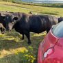Angus bull Image 3