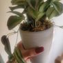 Artificial Plants in Ceramic Pots x3 Image 9