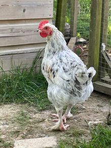 Splash Maran Cockerel