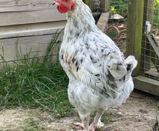 Splash Maran Cockerel