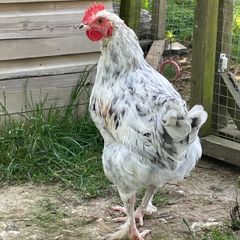 Splash Maran Cockerel