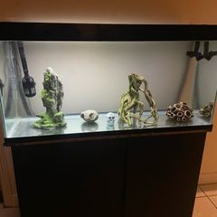 fish