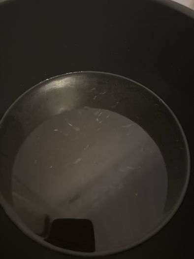 guppy