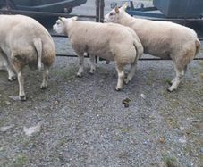 Purebred belted hogged rams