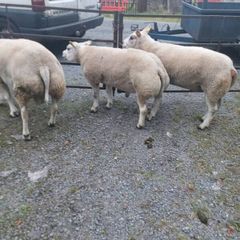 Purebred belted hogged rams