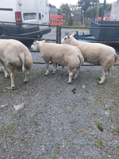 Purebred belted hogged rams