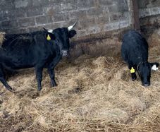 Dexter heifer/ calf pairs