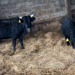Dexter heifer/ calf pairs