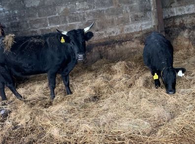 Dexter heifer/ calf pairs