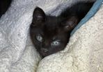 black kitten