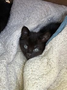 black kitten