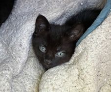 black kitten