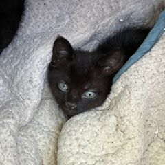 black kitten