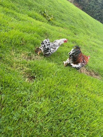 Millefleur Pekin Bantam pair with house