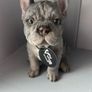 French Bulldog ornament Image 5