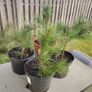 Plant Image 3