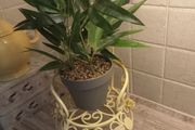 Plant stand