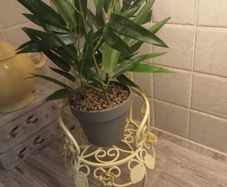 Plant stand