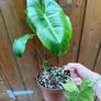 Rare houseplant Philodendron Paraiso Verde Image 6