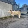 Cow makers castlerea mart Image 3