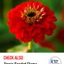 (Z) Zinnia Purple Prince seeds 1g (approx. 100 seeds) (414796) Image 8