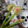 Venus flytrap artifical plant Image 4