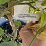 citrus  lemon tree Image 9