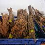 Dragon Wood Image 3