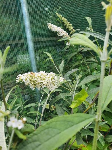 Portugeuse Laurel Hedging