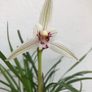 Cymbidium orchid Image 2
