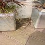 Planting pots Image 4
