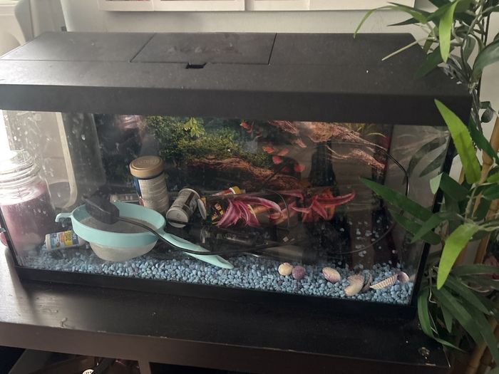 Beautiful fish tank