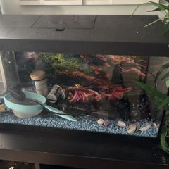 Beautiful fish tank