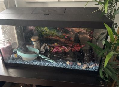Beautiful fish tank