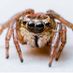 spider78