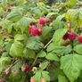 Raspberry plants Image 2