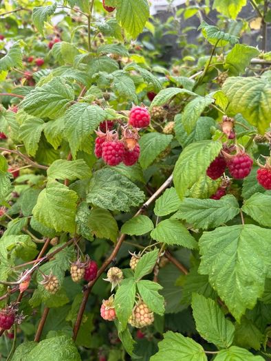 Raspberry plants