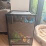 geko tank Image 3