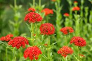 (L) Burning Love seeds Perennial 0,5g (184717