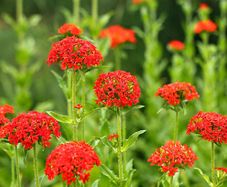(L) Burning Love seeds Perennial 0,5g (184717