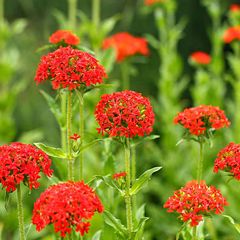 (L) Burning Love seeds Perennial 0,5g (184717