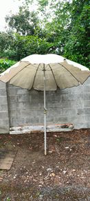 Parasol