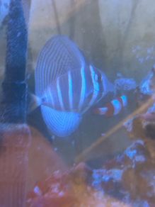 sailfin tang