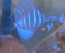 sailfin tang