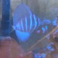 sailfin tang