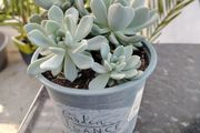 Succulent