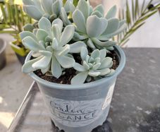 Succulent