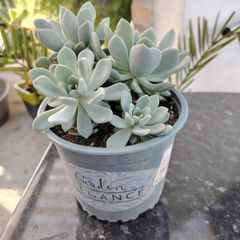 Succulent